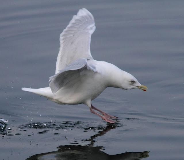 GAVIOTAS,MAR AZUL-GULLS, BLUE SEA