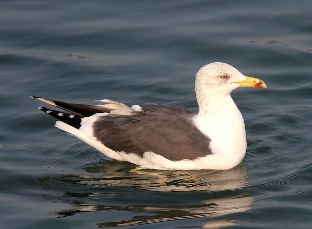 GAVIOTAS,MAR AZUL-GULLS, BLUE SEA