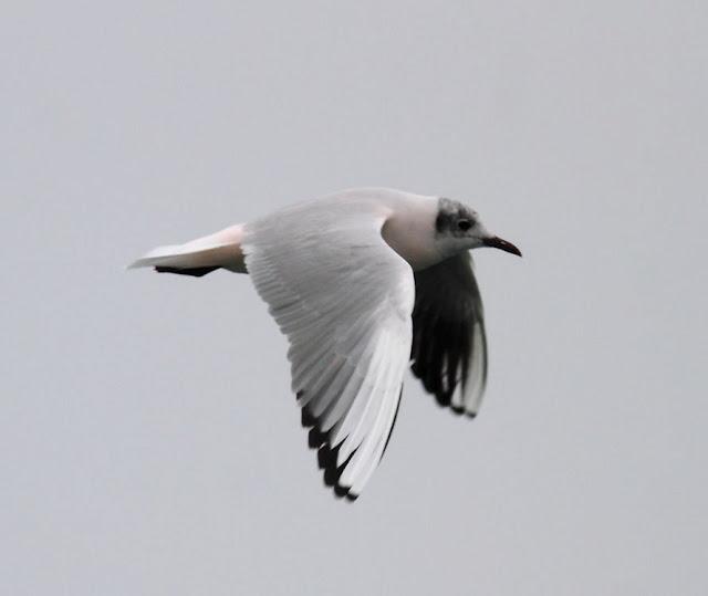 GAVIOTAS,MAR AZUL-GULLS, BLUE SEA