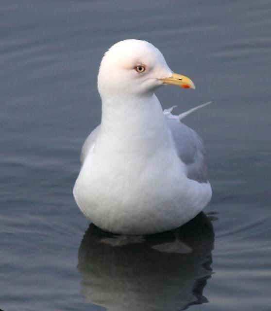 GAVIOTAS,MAR AZUL-GULLS, BLUE SEA