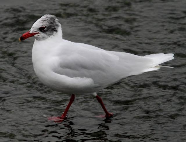 GAVIOTAS,MAR AZUL-GULLS, BLUE SEA