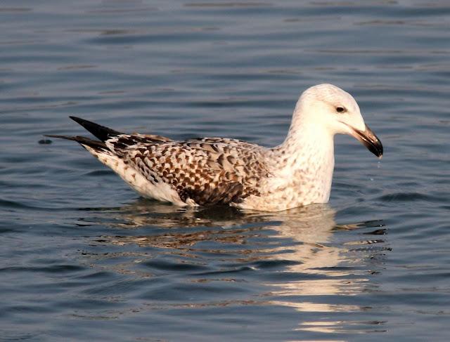 GAVIOTAS,MAR AZUL-GULLS, BLUE SEA