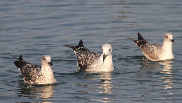 GAVIOTAS,MAR AZUL-GULLS, BLUE SEA