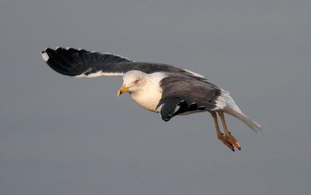 GAVIOTAS,MAR AZUL-GULLS, BLUE SEA