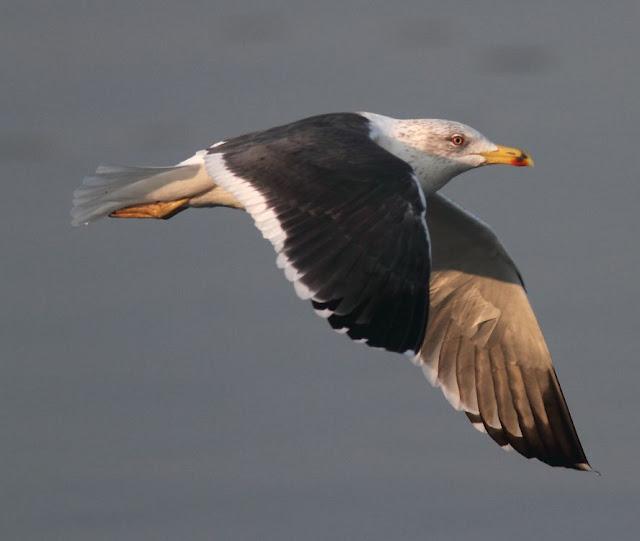 GAVIOTAS,MAR AZUL-GULLS, BLUE SEA