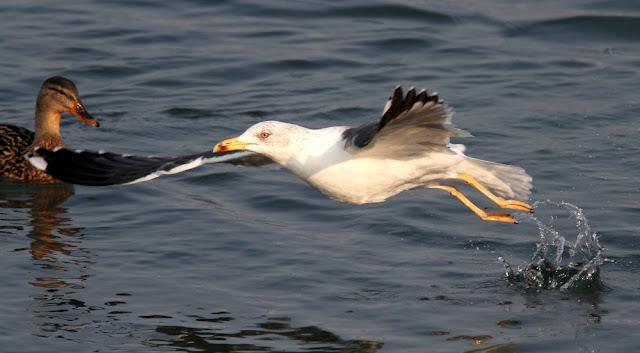 GAVIOTAS,MAR AZUL-GULLS, BLUE SEA