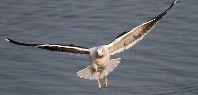 GAVIOTAS,MAR AZUL-GULLS, BLUE SEA