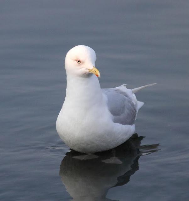 GAVIOTAS,MAR AZUL-GULLS, BLUE SEA