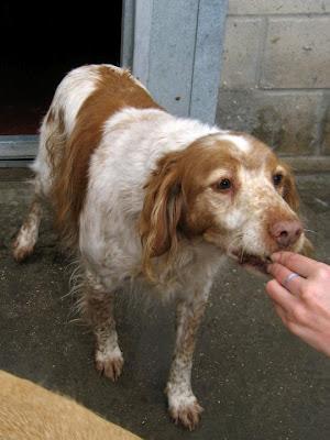 Guadalajara. Protectora de Animales La Camada. Por desgracia hay casi 200 perros necesitando adopción. Gracias por echarles una mano.