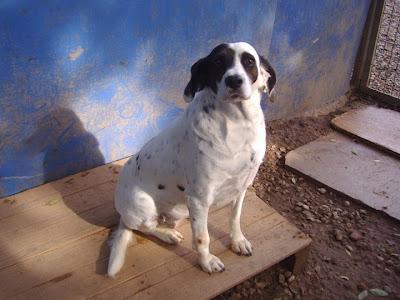 Guadalajara. Protectora de Animales La Camada. Por desgracia hay casi 200 perros necesitando adopción. Gracias por echarles una mano.