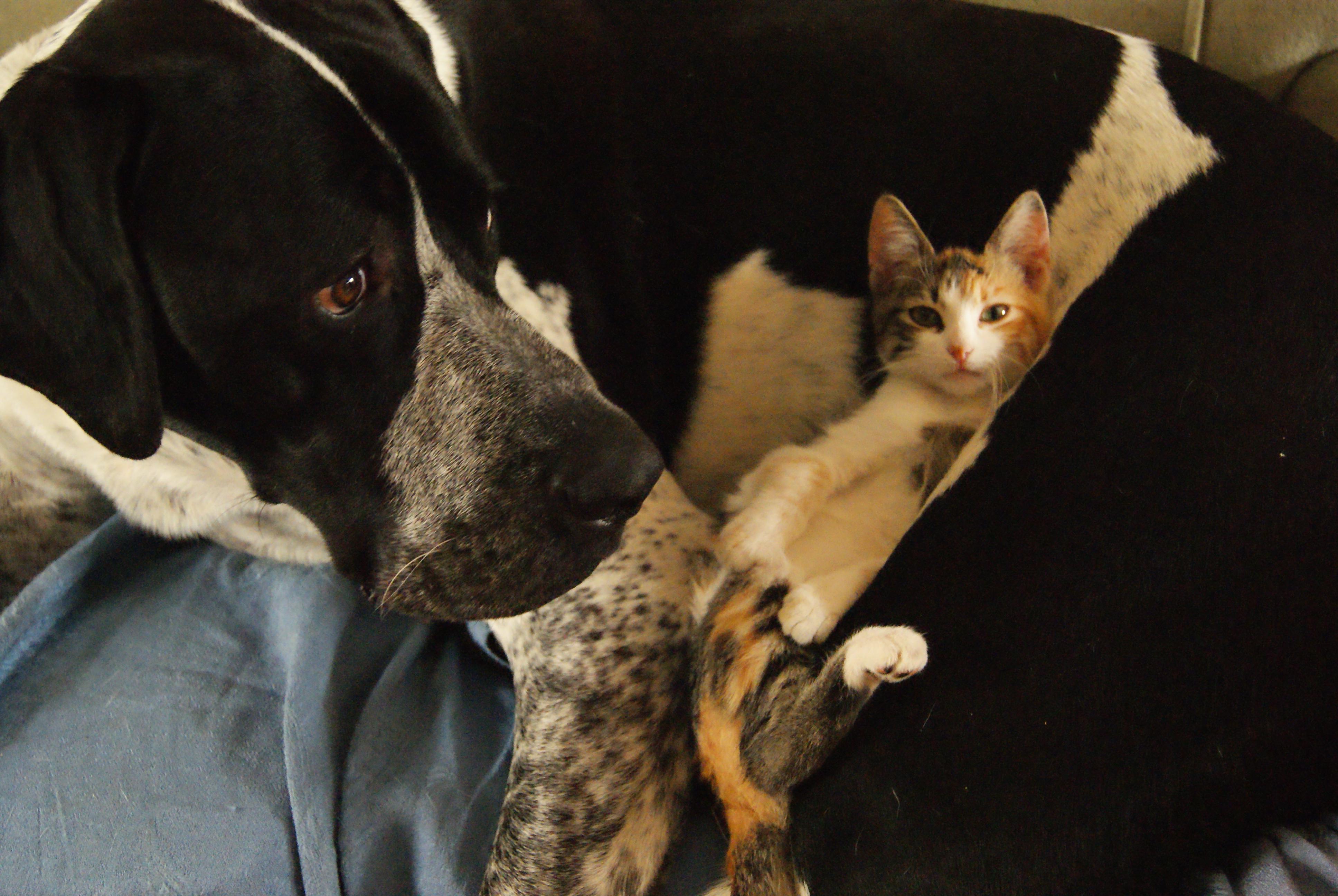 Mi perro y mi gata, nuestro perro y nuestra gata