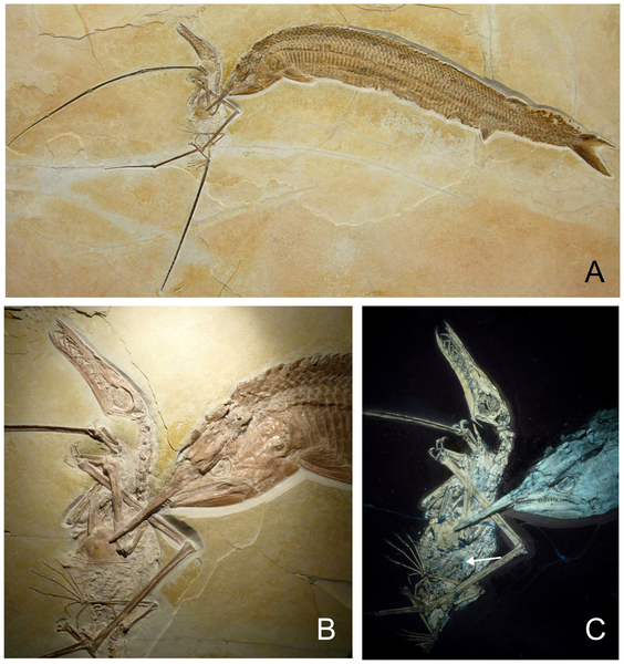 Aspidorhnychus muerde a Rhamphorhynchus y mueren los dos