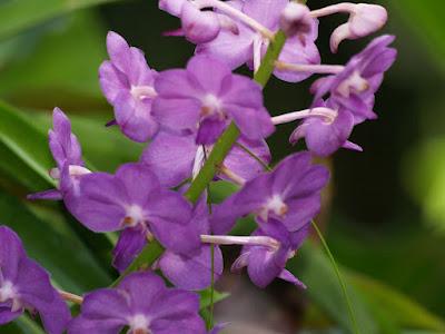 Jardín Botánico Singapur