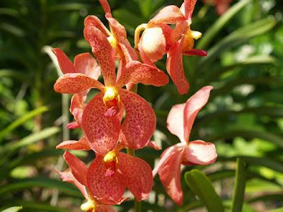 Jardín Botánico Singapur