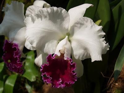 Jardín Botánico Singapur