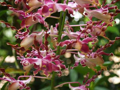 Jardín Botánico Singapur