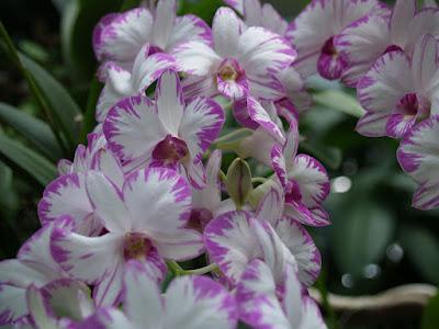 Jardín Botánico Singapur