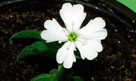 Silene stenophylla Silene stenophylla