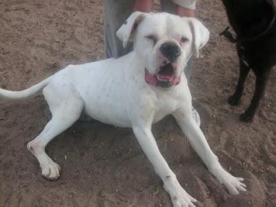 BOXER DEJADO ATADO SIN COMER NI BEBER..¡¡¡ACOGIDA URGENTE!! (CADIZ)