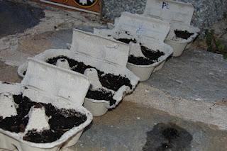 Primera experiencia en nuestro huerto familiar Primera experiencia en nuestro huerto familiar