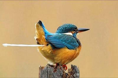 Haiku 19- Qué gracia!! Haiku 19- Qué gracia!!