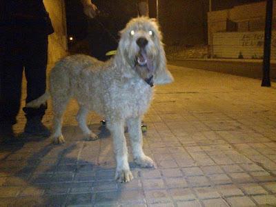 EKI grifón de un año, desaparecido hace un mes, en Ejea de los caballeros ( Zaragoza) Tiene microchip. ENCONTRADO!!!! EKI grifón de un año, desaparecido hace un mes, en Ejea de los caballeros ( Zaragoza) Tiene microchip. ENCONTRADO!!!!