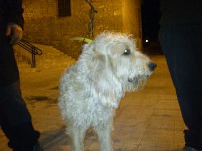 EKI grifón de un año, desaparecido hace un mes, en Ejea de los caballeros ( Zaragoza) Tiene microchip. ENCONTRADO!!!! EKI grifón de un año, desaparecido hace un mes, en Ejea de los caballeros ( Zaragoza) Tiene microchip. ENCONTRADO!!!!