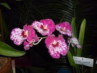 orquidea orquidea