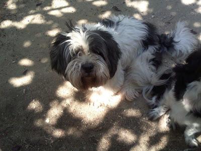 Turco necesita un hogar. Turco necesita un hogar.