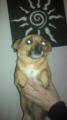 Penny, perrita maltratada tamaño mini - URGENTE (Murcia) Penny, perrita maltratada tamaño mini - URGENTE (Murcia)