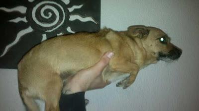 Penny, perrita maltratada tamaño mini - URGENTE (Murcia) Penny, perrita maltratada tamaño mini - URGENTE (Murcia)