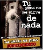 RESPETO ANIMAL RESPETO ANIMAL