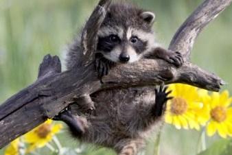 TIP: Sin ojitos de Mapache, Elimina las Ojeras TIP: Sin ojitos de Mapache, Elimina las Ojeras