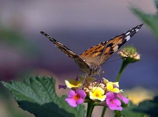 Primavera y poesía