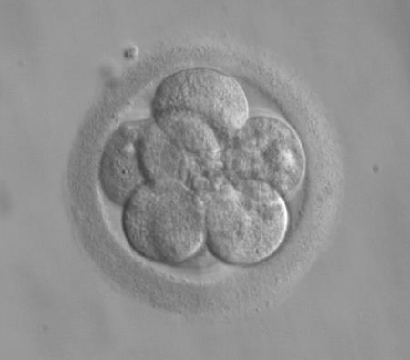 Comentario en El cántico de un planeta llamado Tierra por El cántico de un planeta llamado Tierra 20120228-123218.jpg