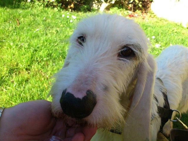 Roxi, grifona joven solo ella sabe lo que ha tenido que soportar Roxi, grifona joven solo ella sabe lo que ha tenido que soportar