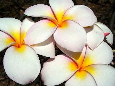 Polinesia-El secreto de belleza de las mujeres Tahitianas