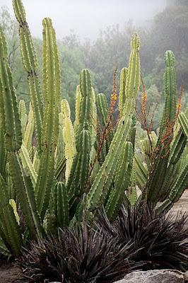 Jardín de cactus