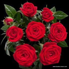 Cultivo de rosales miniatura (I): como separar esquejes Cultivo de rosales miniatura (I): como separar esquejes