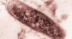 La OMS alerta del infradiagnóstico de la tuberculosis infantil
