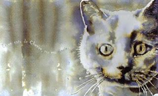 Rommel, un gran gato Antología relatos