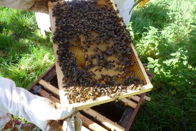 Beekeeping (apicultura) en Colwinston
