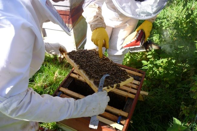 Beekeeping (apicultura) en Colwinston