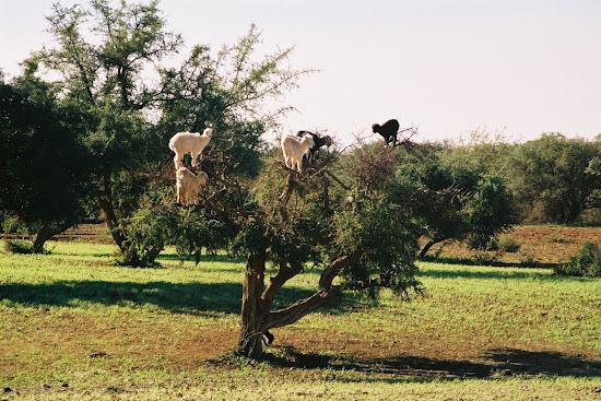 Aceite de Argán: El Oro del Sur de Marruecos Aceite de Argán: El Oro del Sur de Marruecos