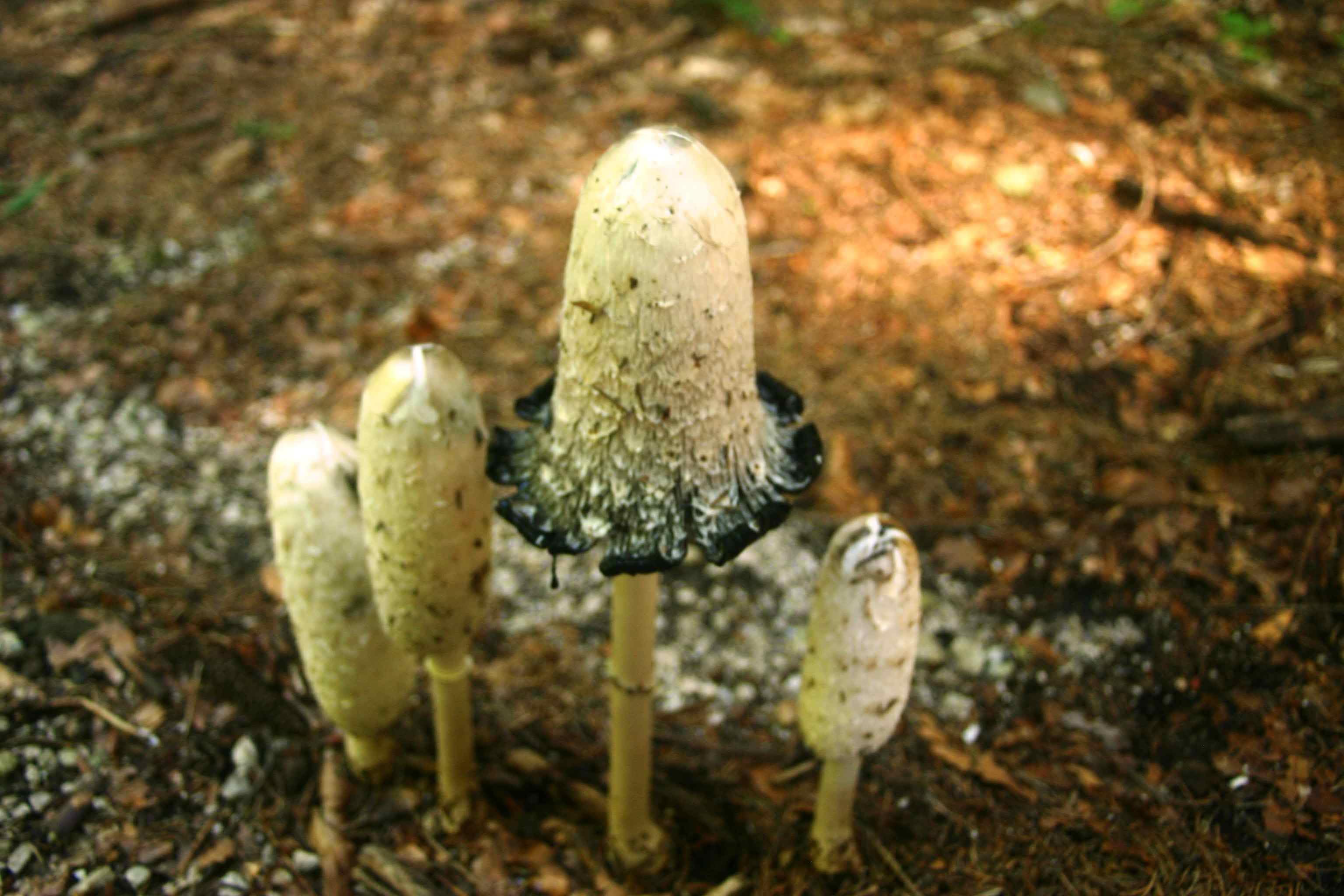 Coprinus comatus