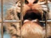 circos animales.