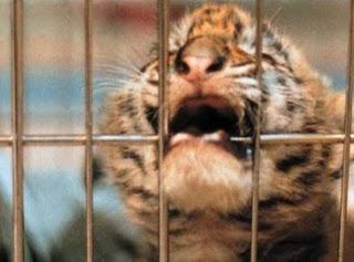 No a los circos con animales.