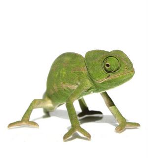 Camaleón / Chamaeleo chamaeleon.