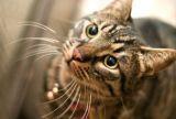 Primer gato contagiado virus H1N1