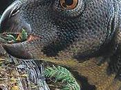 Dinosaurios Australia